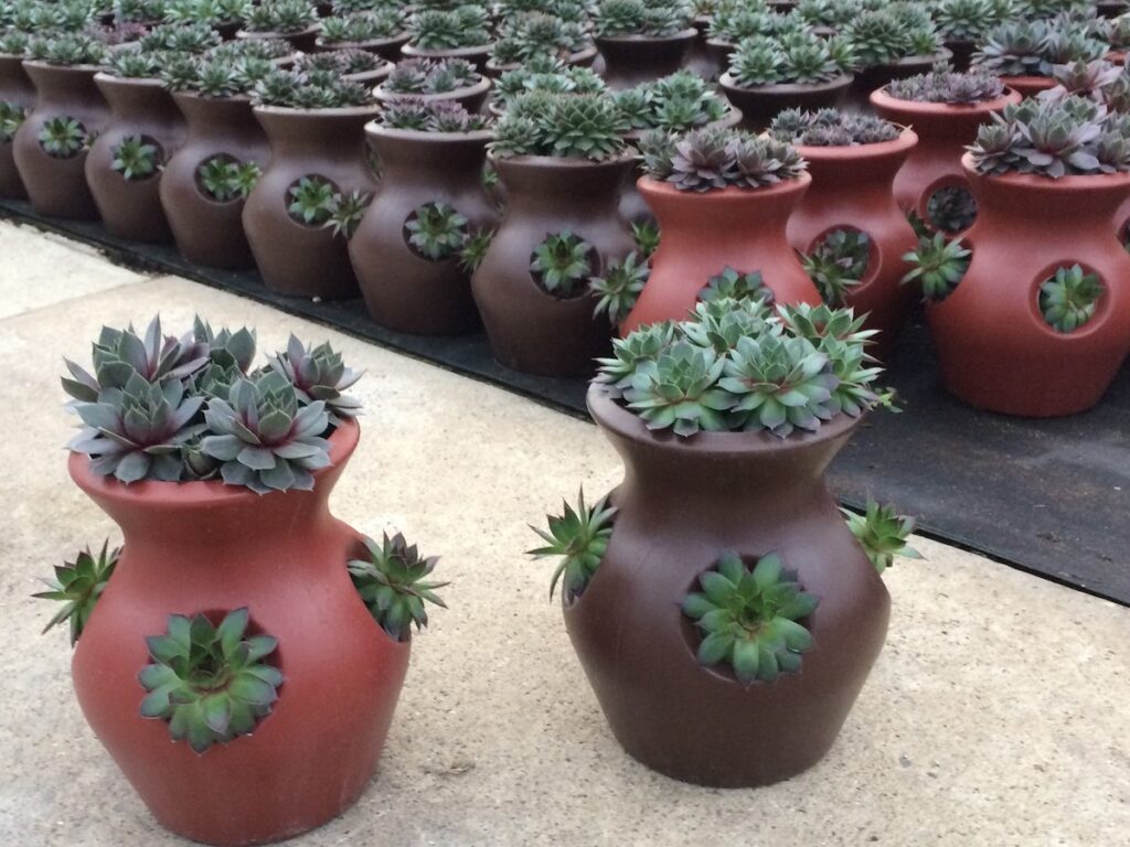 Pot Array 2 copy